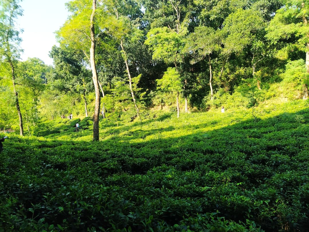 Sylhet
